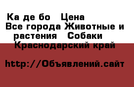 Ка де бо › Цена ­ 25 000 - Все города Животные и растения » Собаки   . Краснодарский край